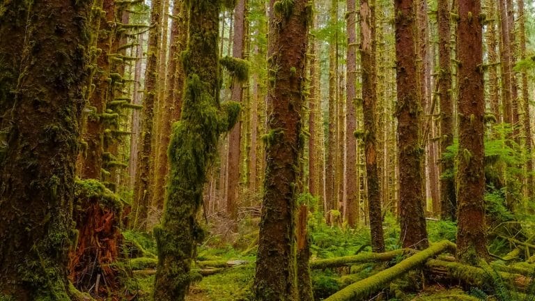 7 Steps to Reduce Technical Debt and Optimize Development Costs, Speed, and Scalability 7 Steps to Reduce Technical Debt and Optimize Development Costs, Speed, and Scalability