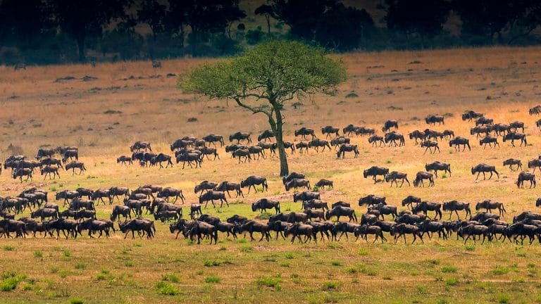 Streamlining Legacy Application Migration: Effective Techniques and Insights Streamlining Legacy Application Migration: Effective Techniques and Insights