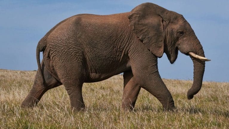 PHP 8 Migration Guide for Product Owners PHP 8 Migration Guide for Product Owners